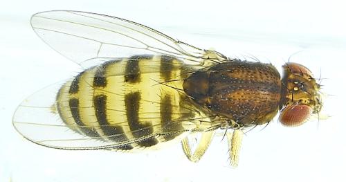 Drosophila hydei